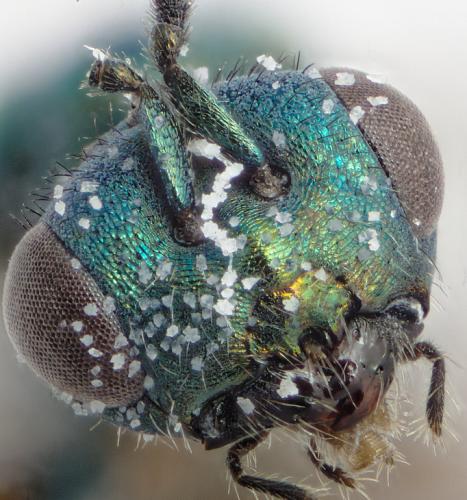 Lamprotatus claviger